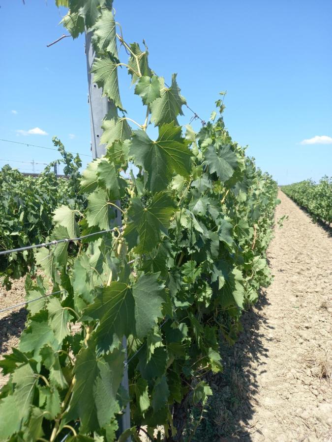 La Quiete Tra Le Vigne Tuscany Collesalvetti Exterior photo