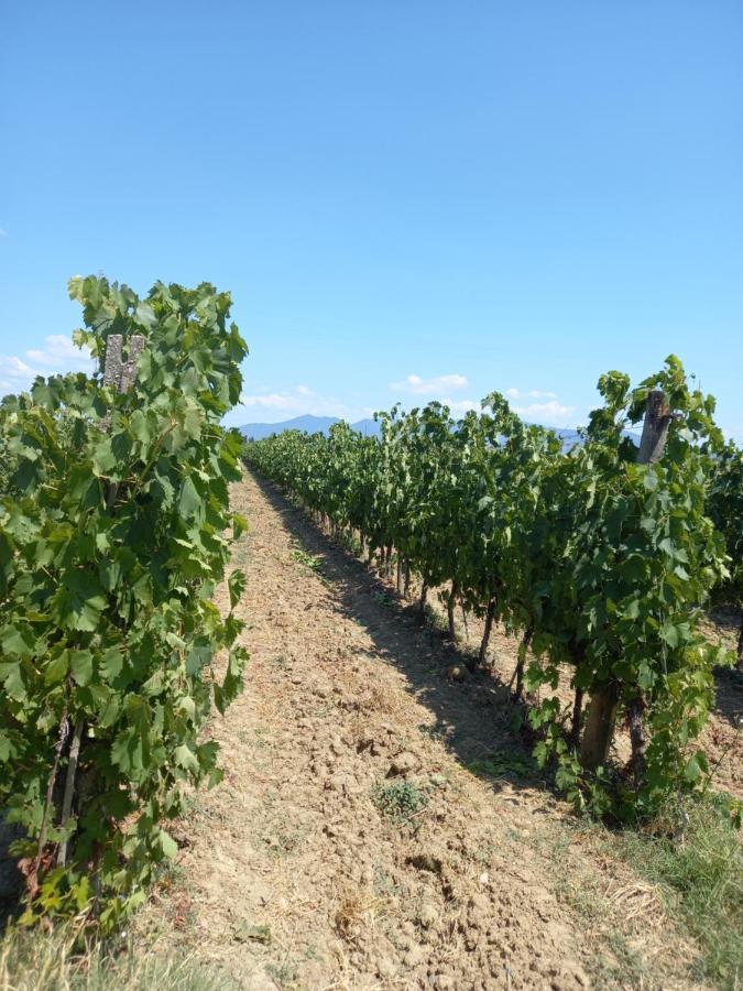 La Quiete Tra Le Vigne Tuscany Collesalvetti Exterior photo