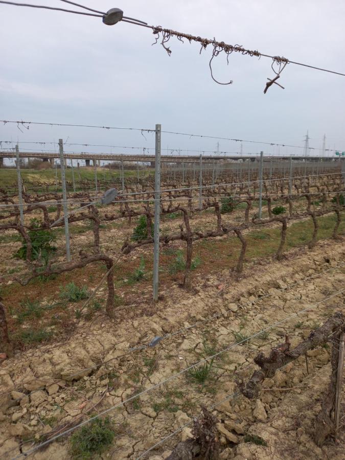 La Quiete Tra Le Vigne Tuscany Collesalvetti Exterior photo