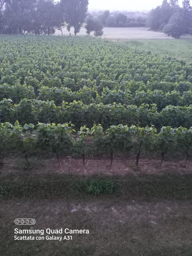 La Quiete Tra Le Vigne Tuscany Collesalvetti Exterior photo